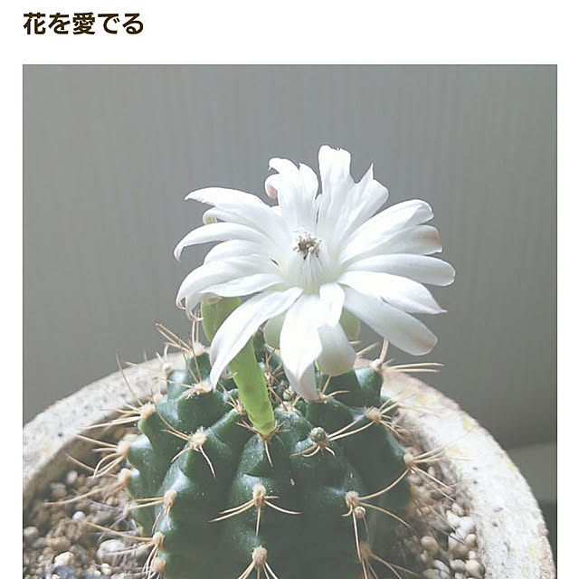 VIORAさんの実例写真