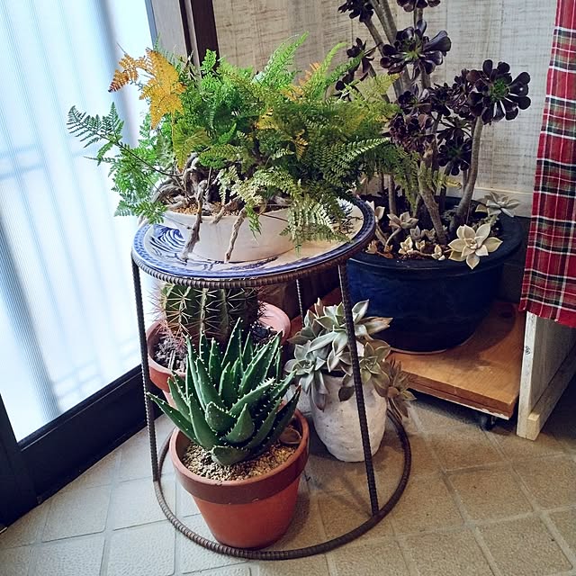 Doryさんの部屋