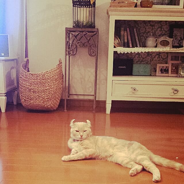 cottonさんの実例写真