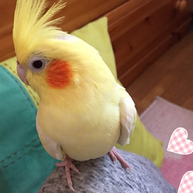 kurochanさんの実例写真