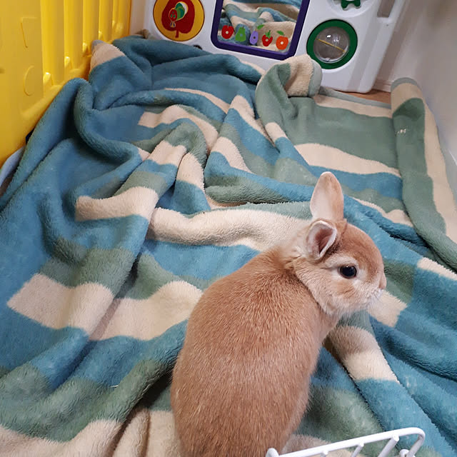 aiさんの実例写真