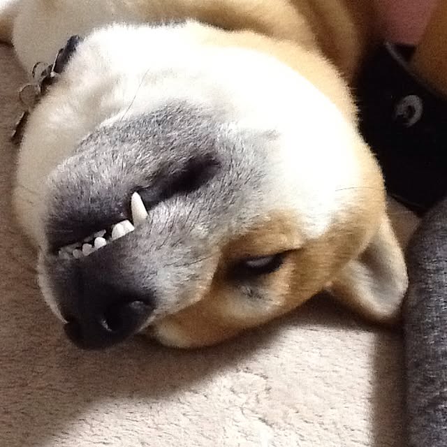 kotaさんの実例写真