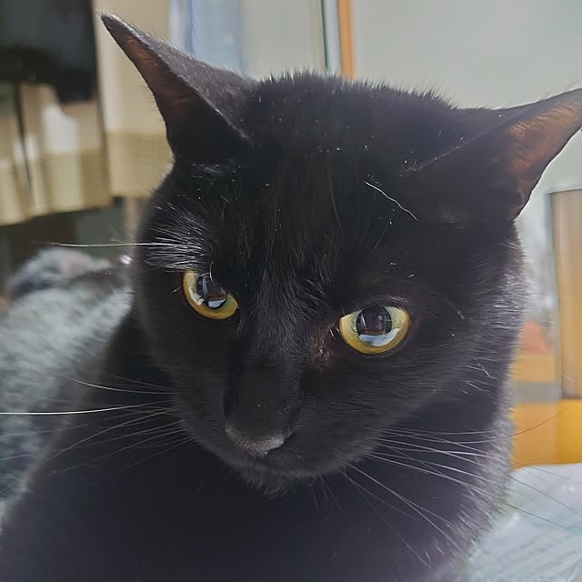 shinobuさんの実例写真