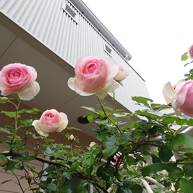 fleur-mamanさんの部屋