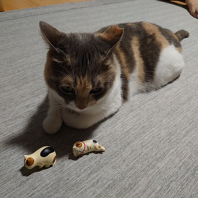 fukuさんの実例写真