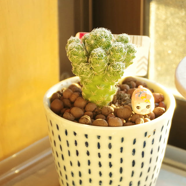 cococoさんの実例写真
