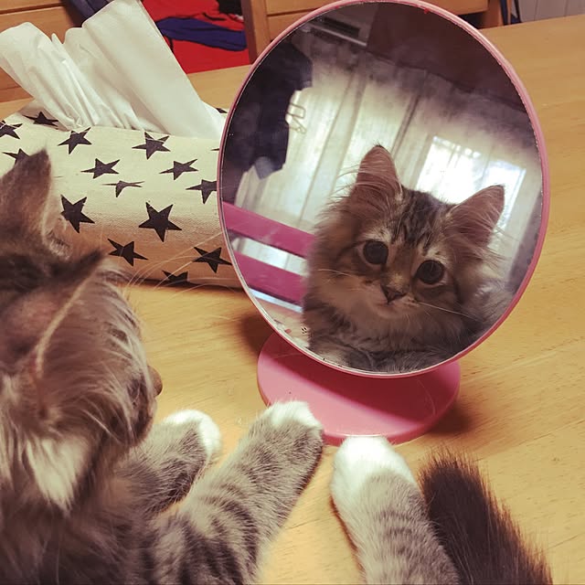 CATさんの実例写真