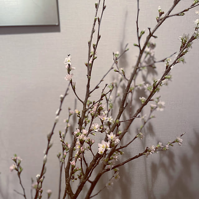 Murrさんの部屋