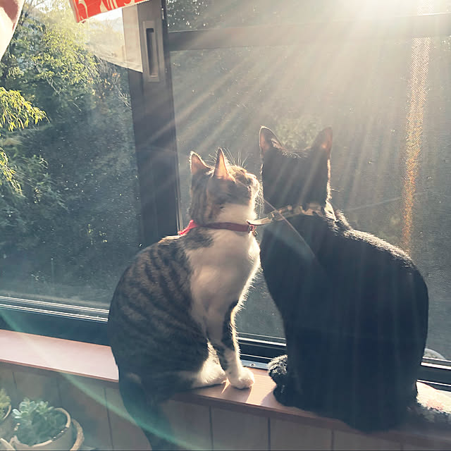 jijiさんの実例写真