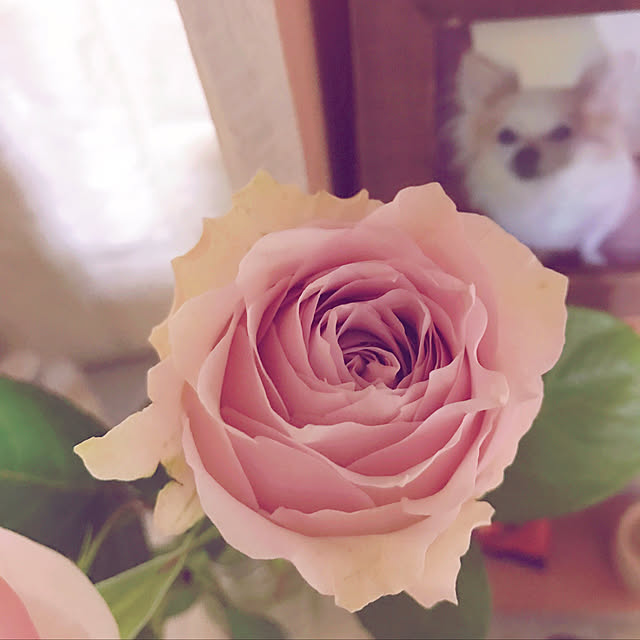 seroriさんの実例写真