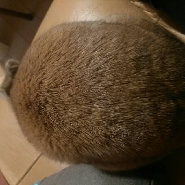 acaさんの実例写真