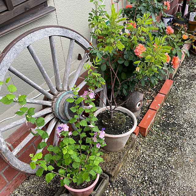 shin0719さんの実例写真