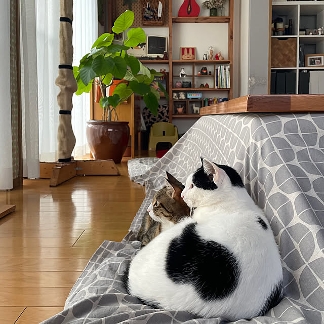 nobikoさんの部屋