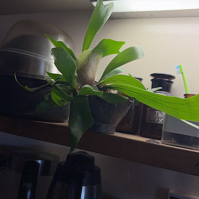 ayuさんの実例写真