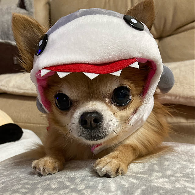koroさんの実例写真