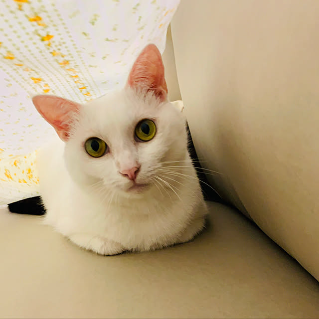 pcu110さんの実例写真