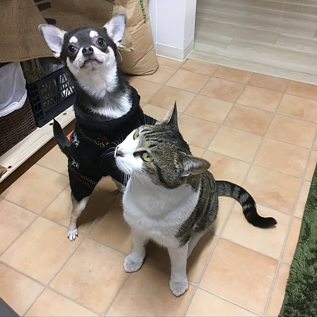 実例写真
