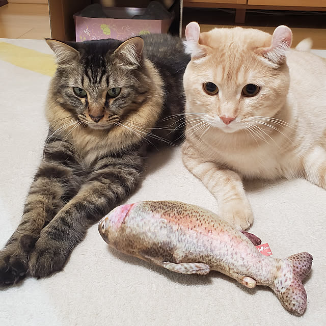 makoさんの実例写真