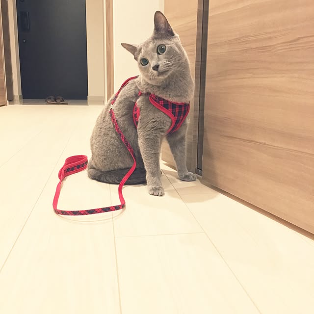 meikonevさんの実例写真