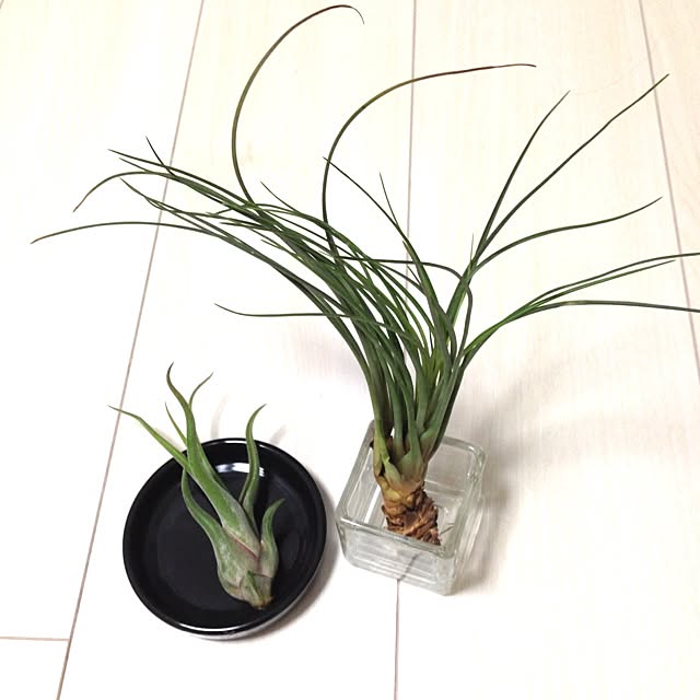 Maikaさんの実例写真