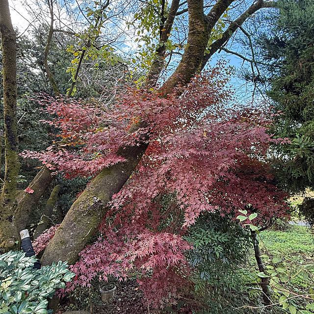 sakakenさんの実例写真