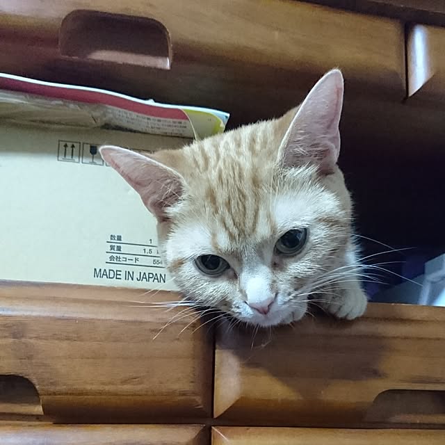 shinobuさんの実例写真