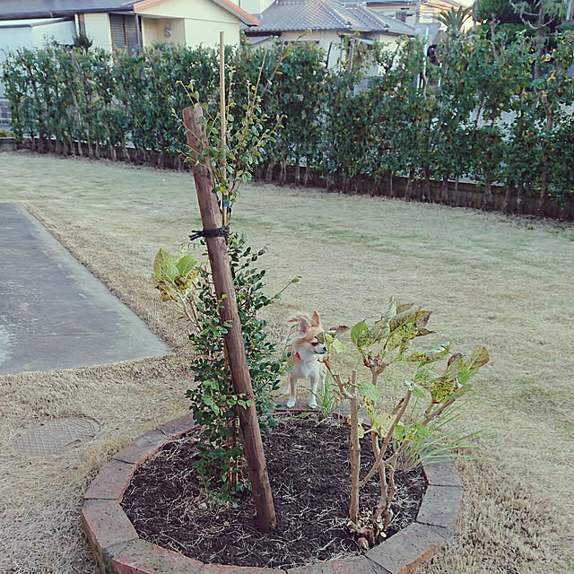 nattimomoさんの実例写真