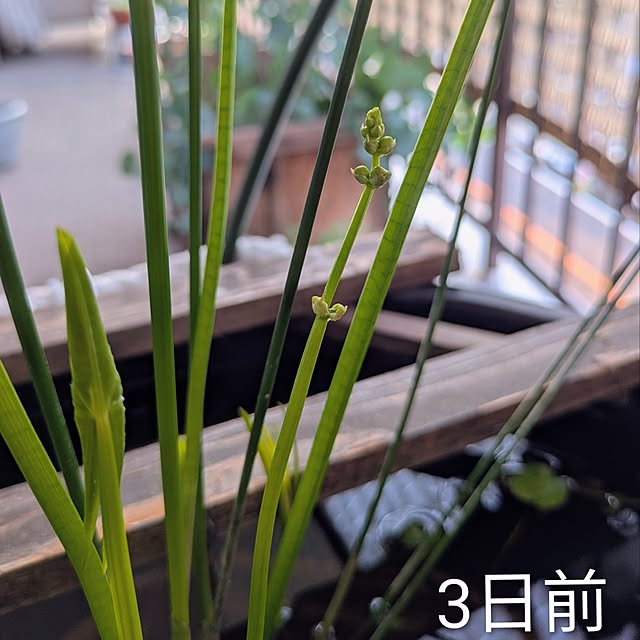 mi-saさんの部屋