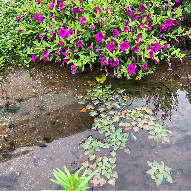 ecopanaさんの実例写真