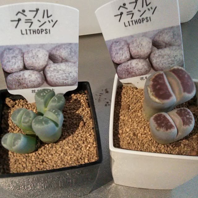 futukoさんの実例写真
