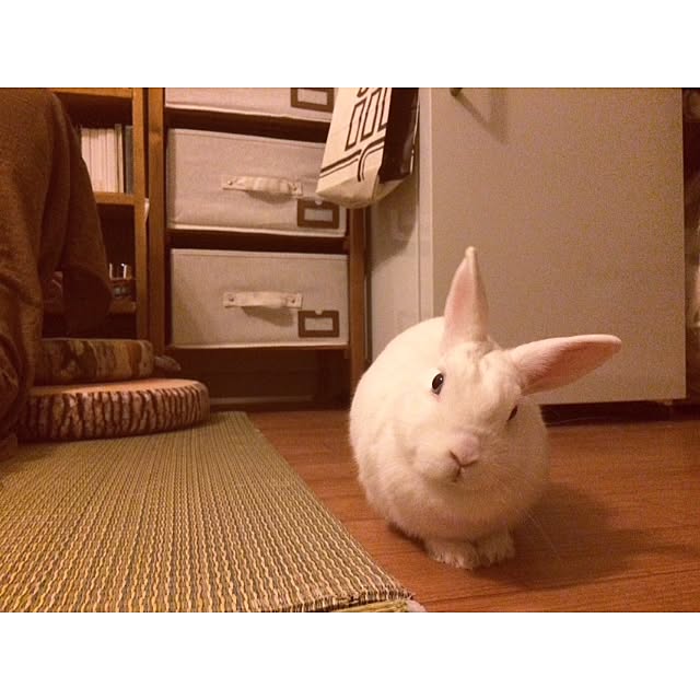 shiremono07gさんの実例写真