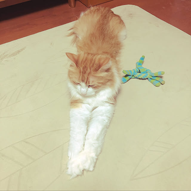 uchidaizuさんの実例写真