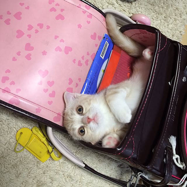 e-skeさんの実例写真