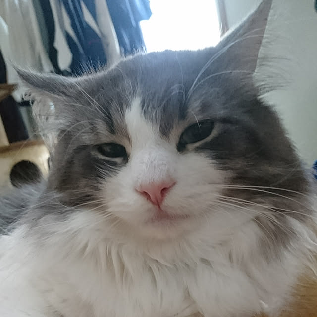shinobuさんの実例写真