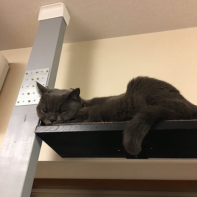 Shojiさんの実例写真