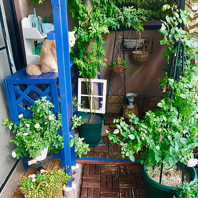 naokoさんの部屋
