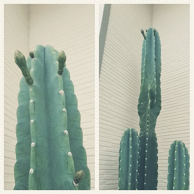 mikoさんの実例写真