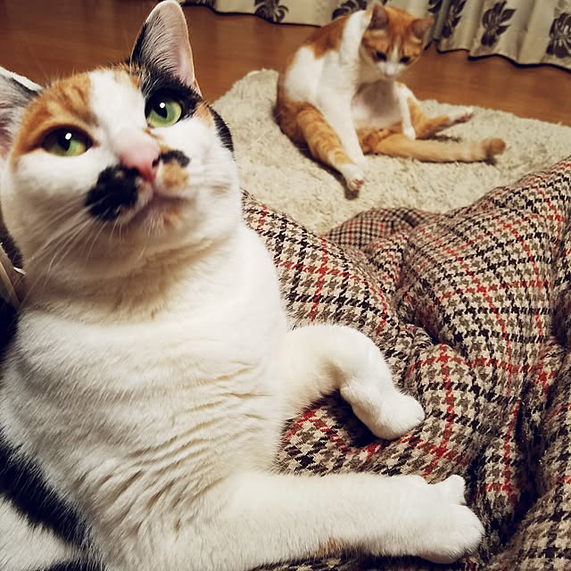 Kinanさんの実例写真