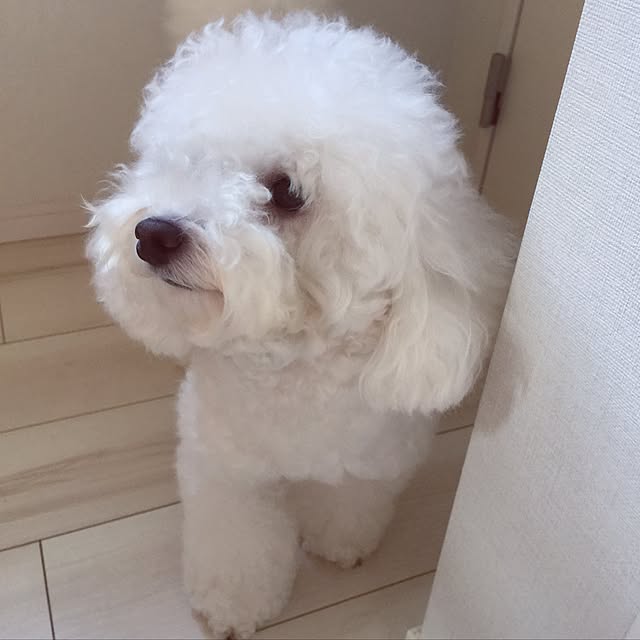 ayaroicoさんの実例写真