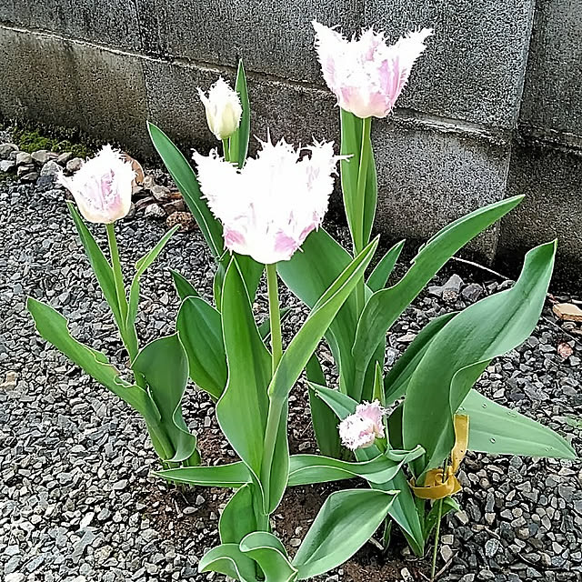 hiroさんの実例写真