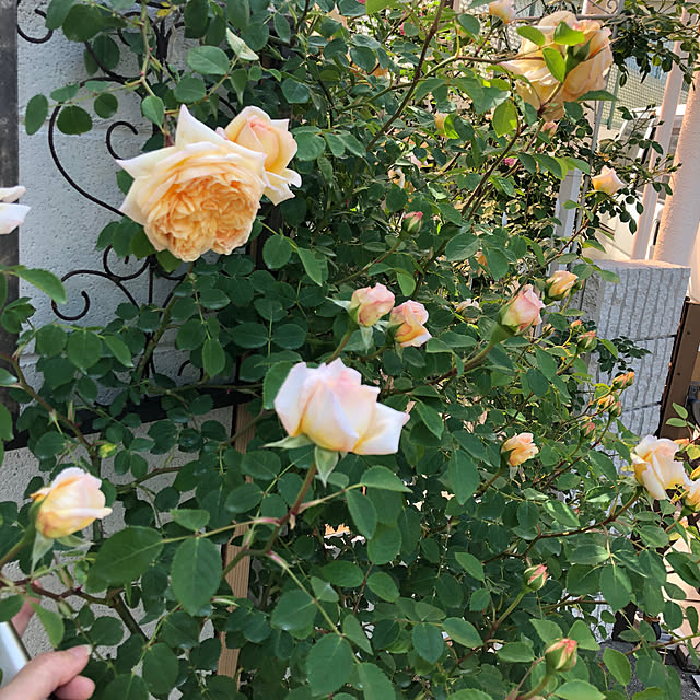 shabbycottage_saoriさんの部屋