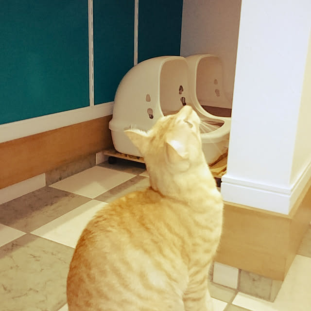 shiiiさんの実例写真