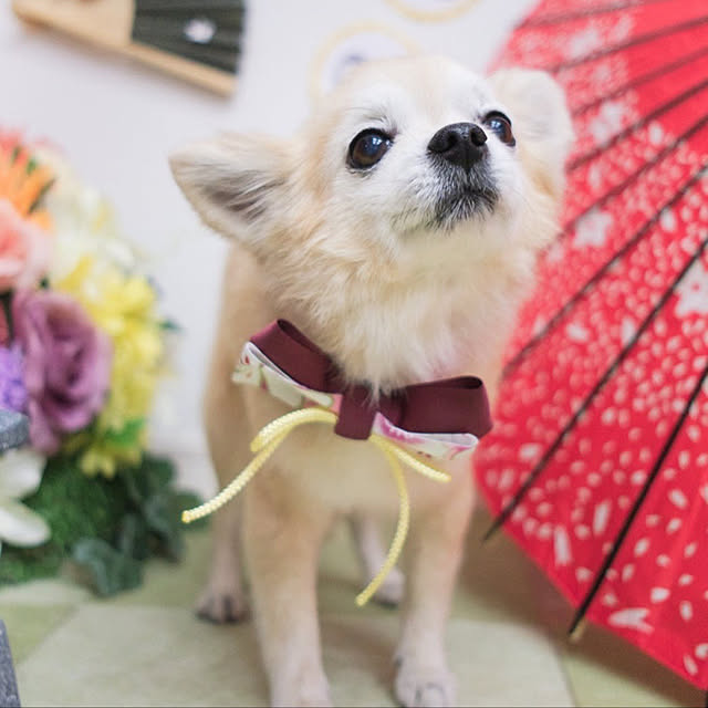 実例写真