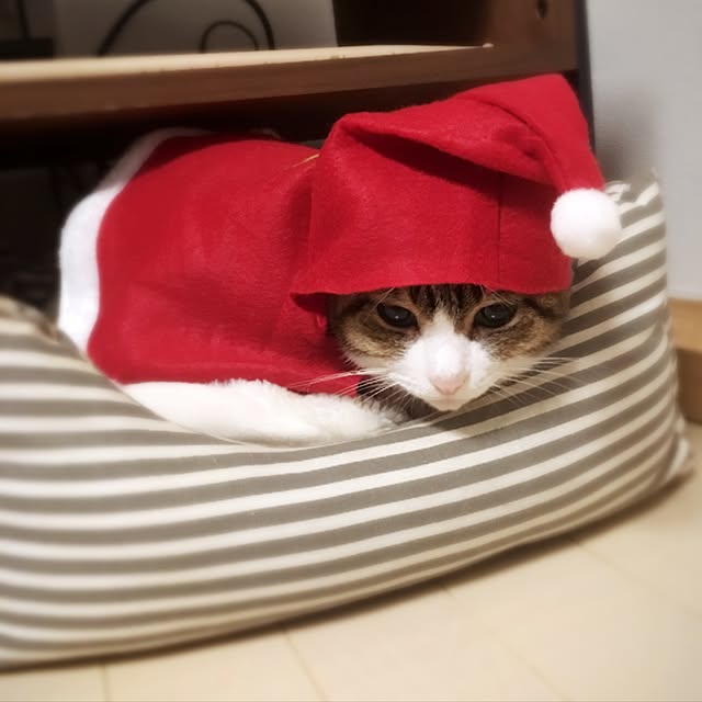 neopipeさんの実例写真