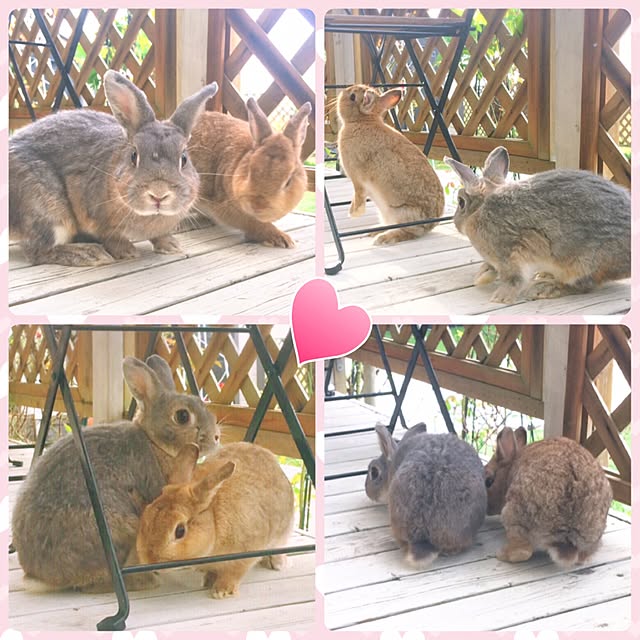HappyRoseさんの実例写真