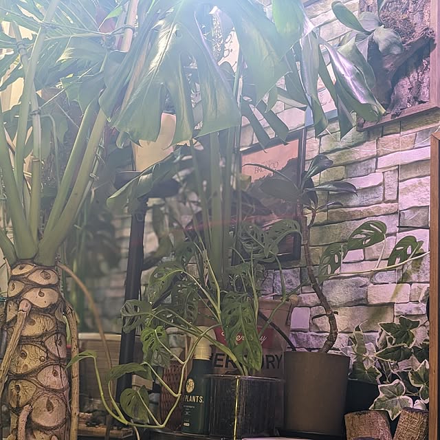 GINさんの部屋