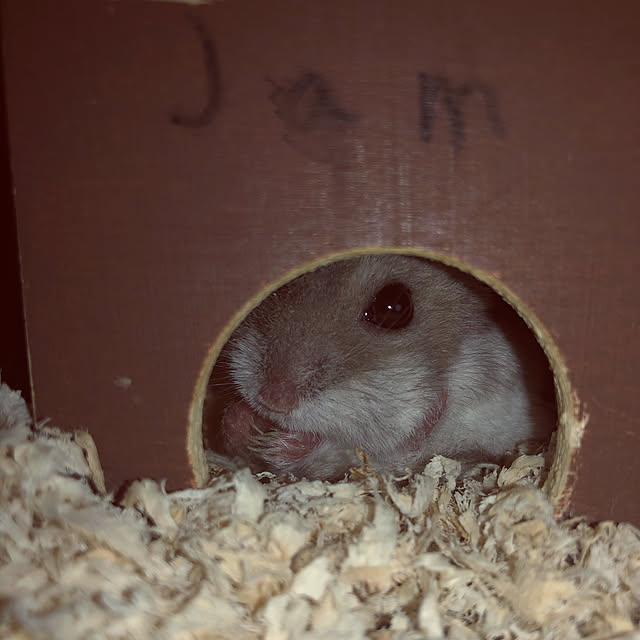jamさんの実例写真