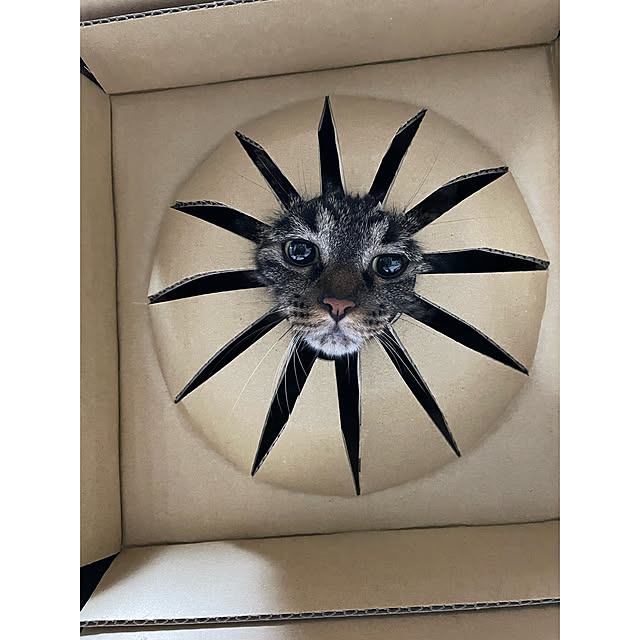 momocchiさんの実例写真