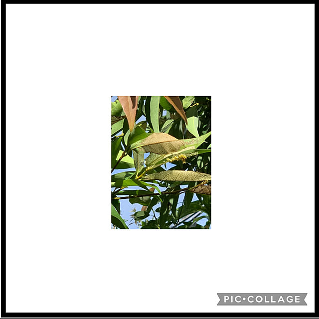 yukarin-gardenさんの実例写真