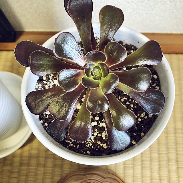 hanachanさんの部屋